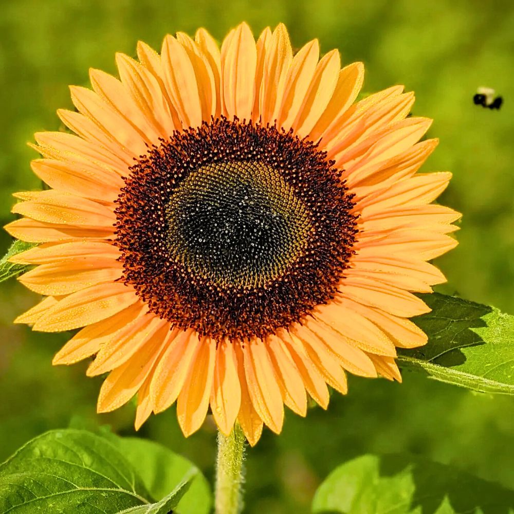 Helianthus Sunrich Orange Helianthus Sunrich Orange Adds a Radiant Elegance to Designs and Spaces