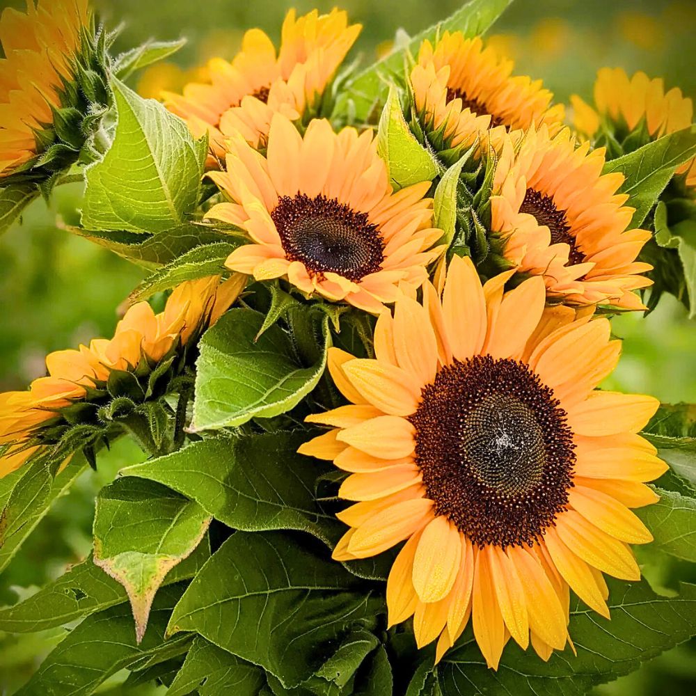 Helianthus Sunrich Orange Helianthus Sunrich Orange Adds a Radiant Elegance to Designs and Spaces