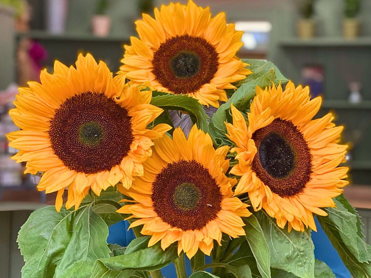 Helianthus Sunrich Orange Helianthus Sunrich Orange Adds a Radiant Elegance to Designs and Spaces