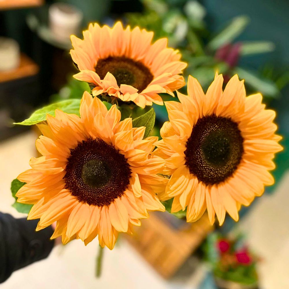 Helianthus Sunrich Orange Helianthus Sunrich Orange Adds a Radiant Elegance to Designs and Spaces