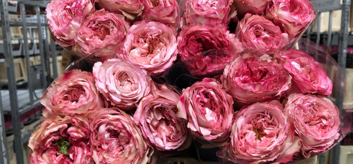 Week 8 Rose Bellissima SummerHouse - Cut Flowers - on Thursd for Peter's weekly Menu