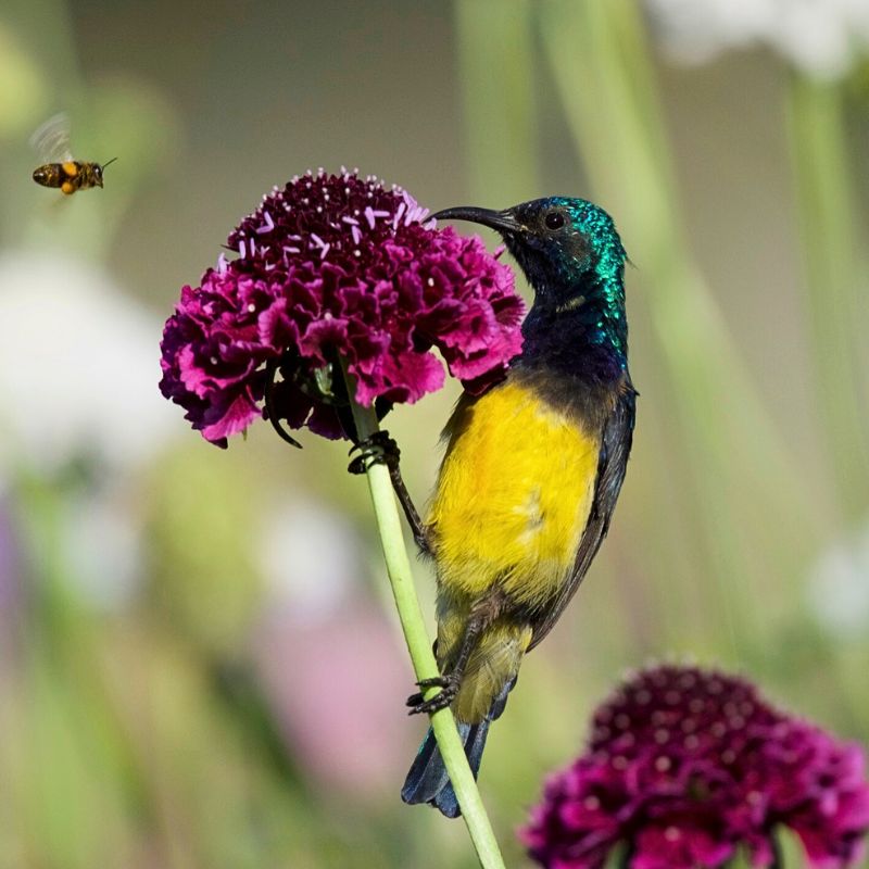 Humming bird with Scabiosa Scoop