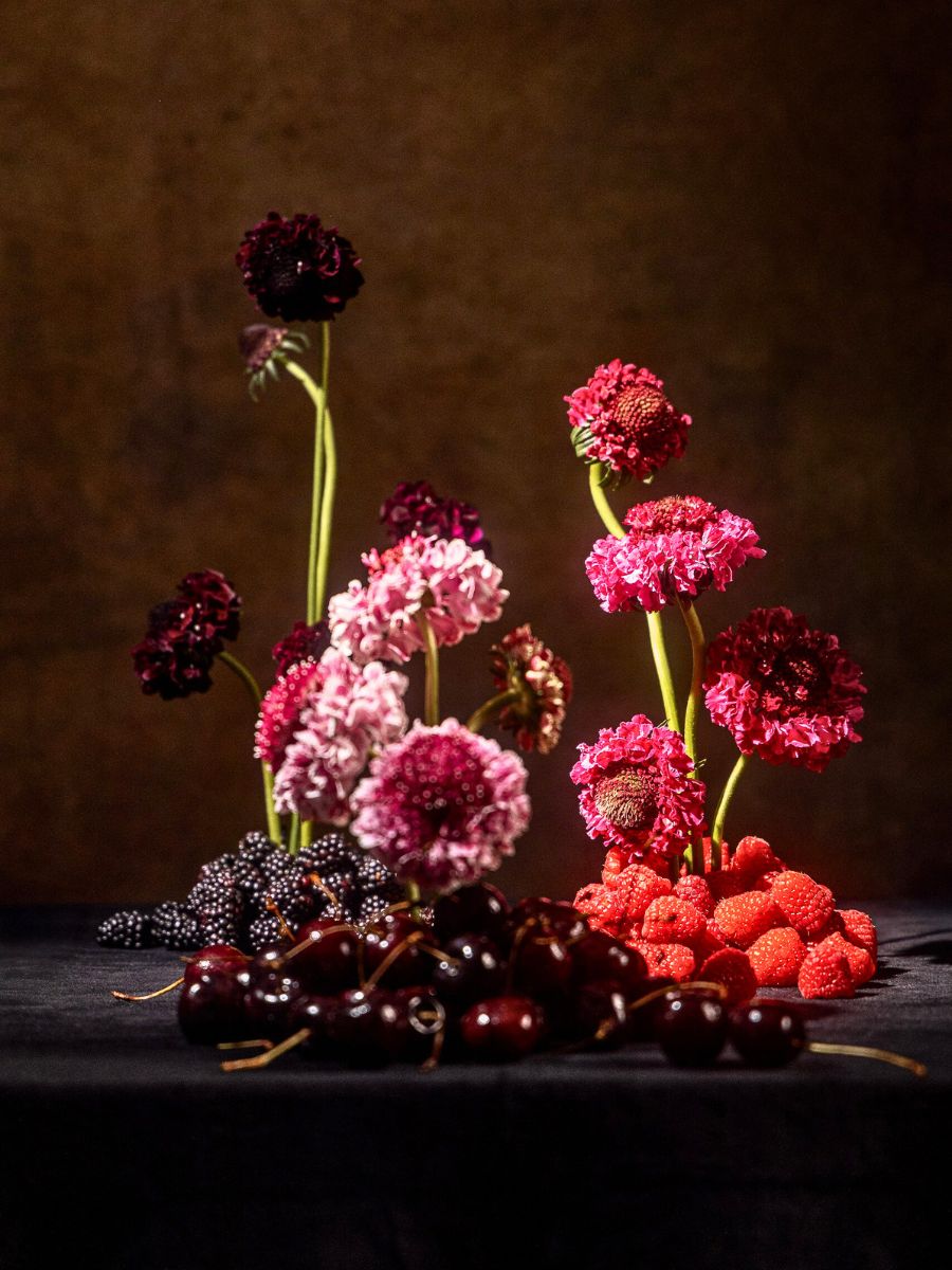 Scabiosa Scoop From Danziger in My Dessert Creating the Sweetness of Moms