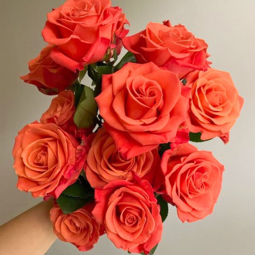 Rose Orange Crush® from De Ruiter Innovations Orange Roses Meaning