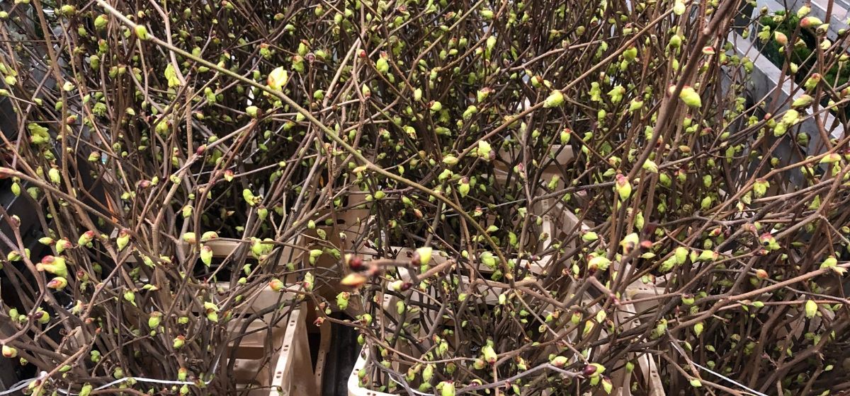 Week 8 Corylopsis Spicata from My Blush - Cut Flowers - on Thursd for Peter's weekly Menu