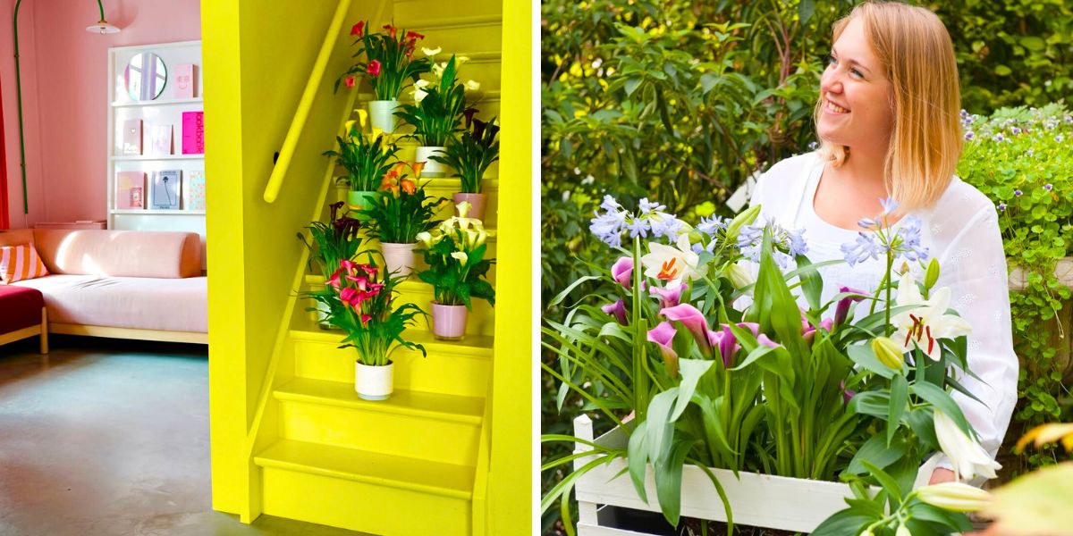 Potted callas for indoor and outdoor spaces Potted callas for indoor and outdoor spaces