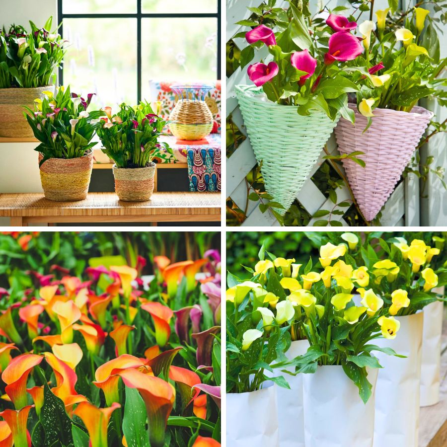 Potted callas in different colors and types of decor
