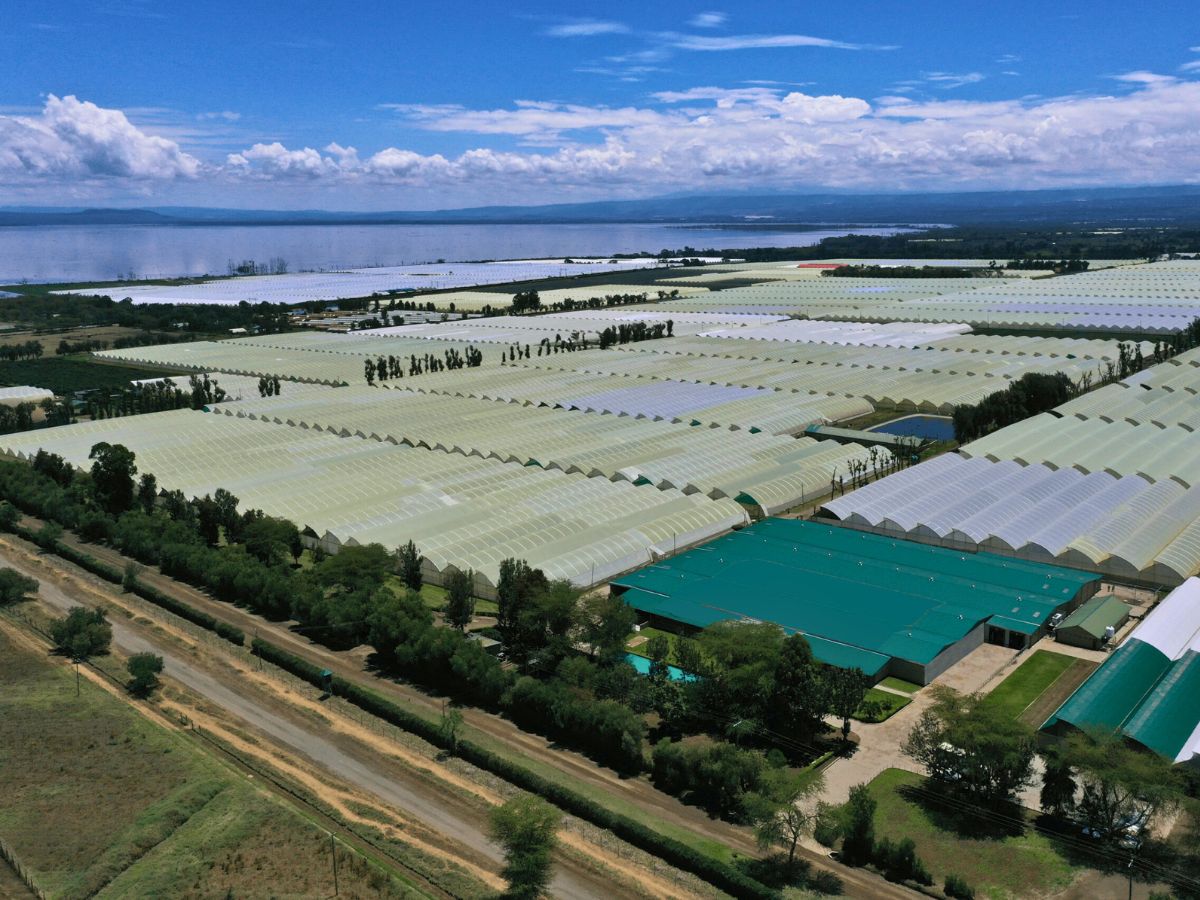 Vegpro Gorge Farm in Naivasha Kenya World of Spray Roses