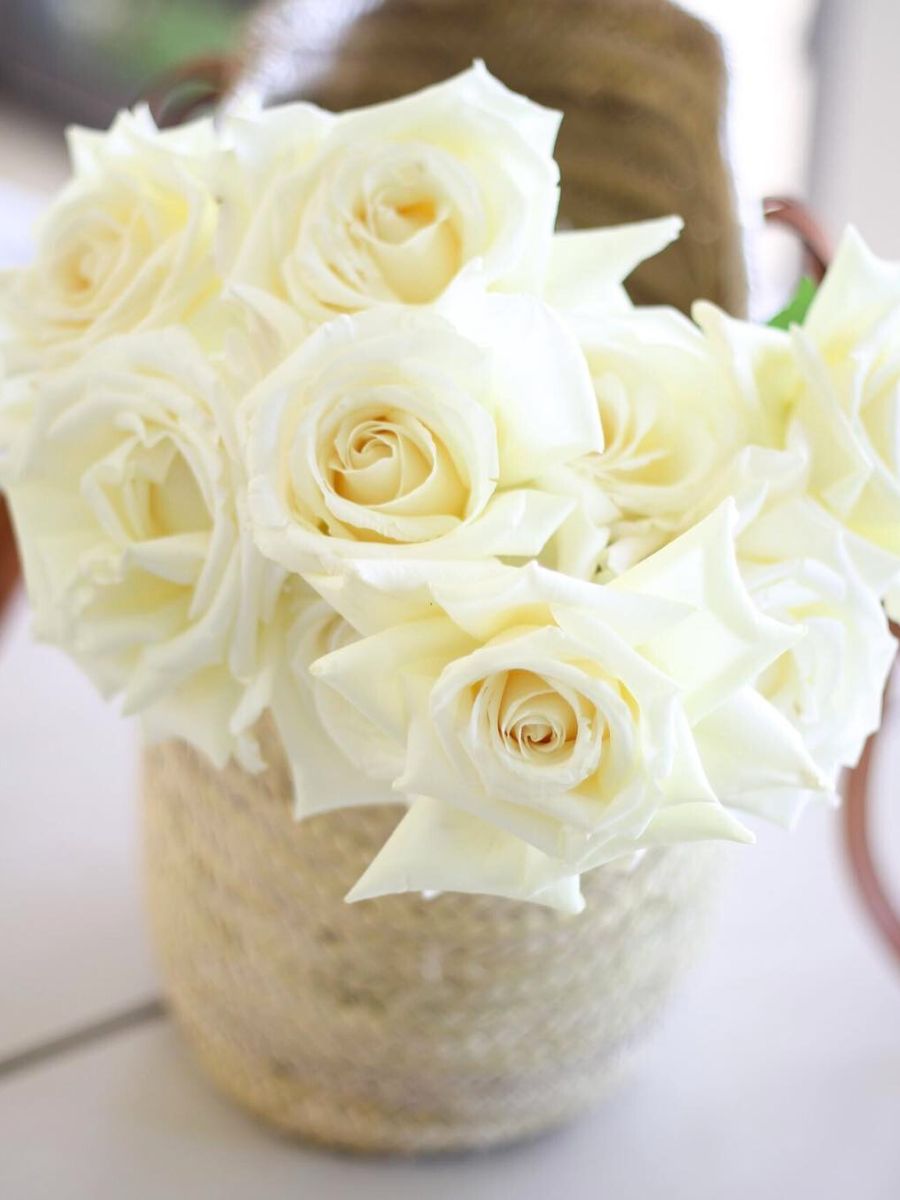 Rose Vitality by Alexandra Farms Rose Vitality by Alexandra Farms