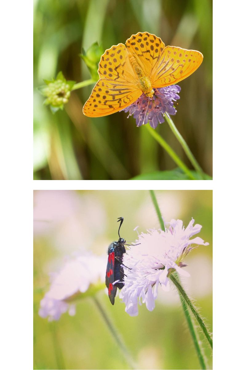 Scabiosa Scoop Designs by Anna Loshakova for Mother's Day