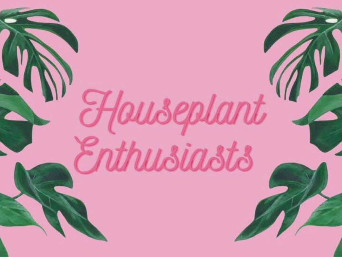 The Houseplant Enthusiasts Faecbook Group Facebook Groups for Plant Lovers