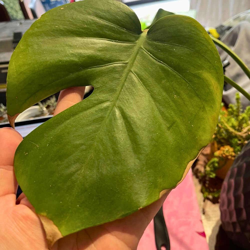 Indoor Plant Tips & Tricks Facebook Group Facebook Groups for Plant Lovers