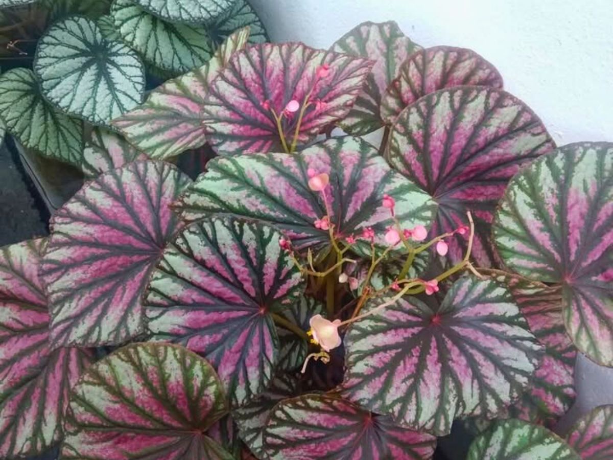 Planet Begonia Facebook Group Facebook Group for Plant Lovers