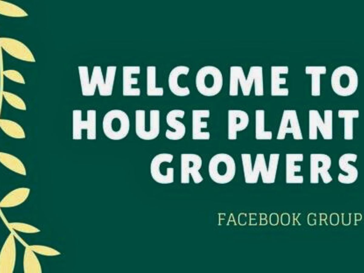 House Plant Growers Facebook Groups for Plant Lovers