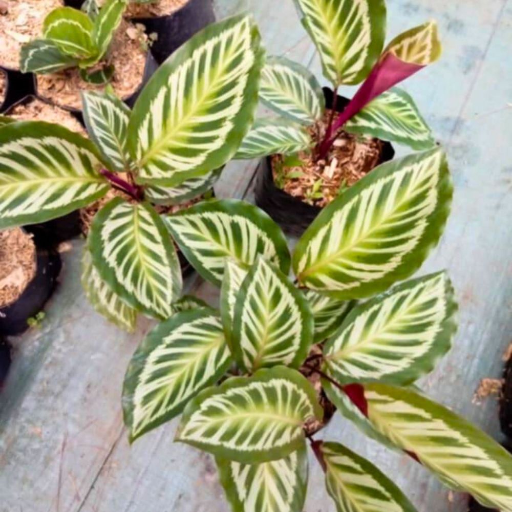 Calathea Lovers Facebook Groups for Plant Lovers