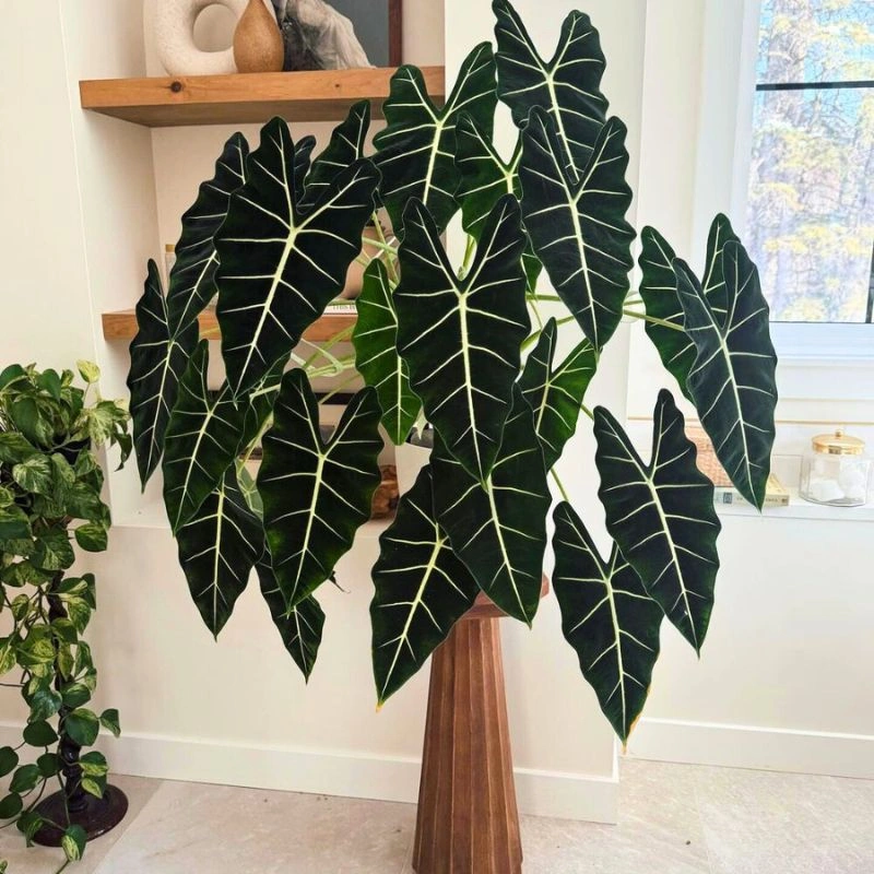 Facebook Groups for plant lovers