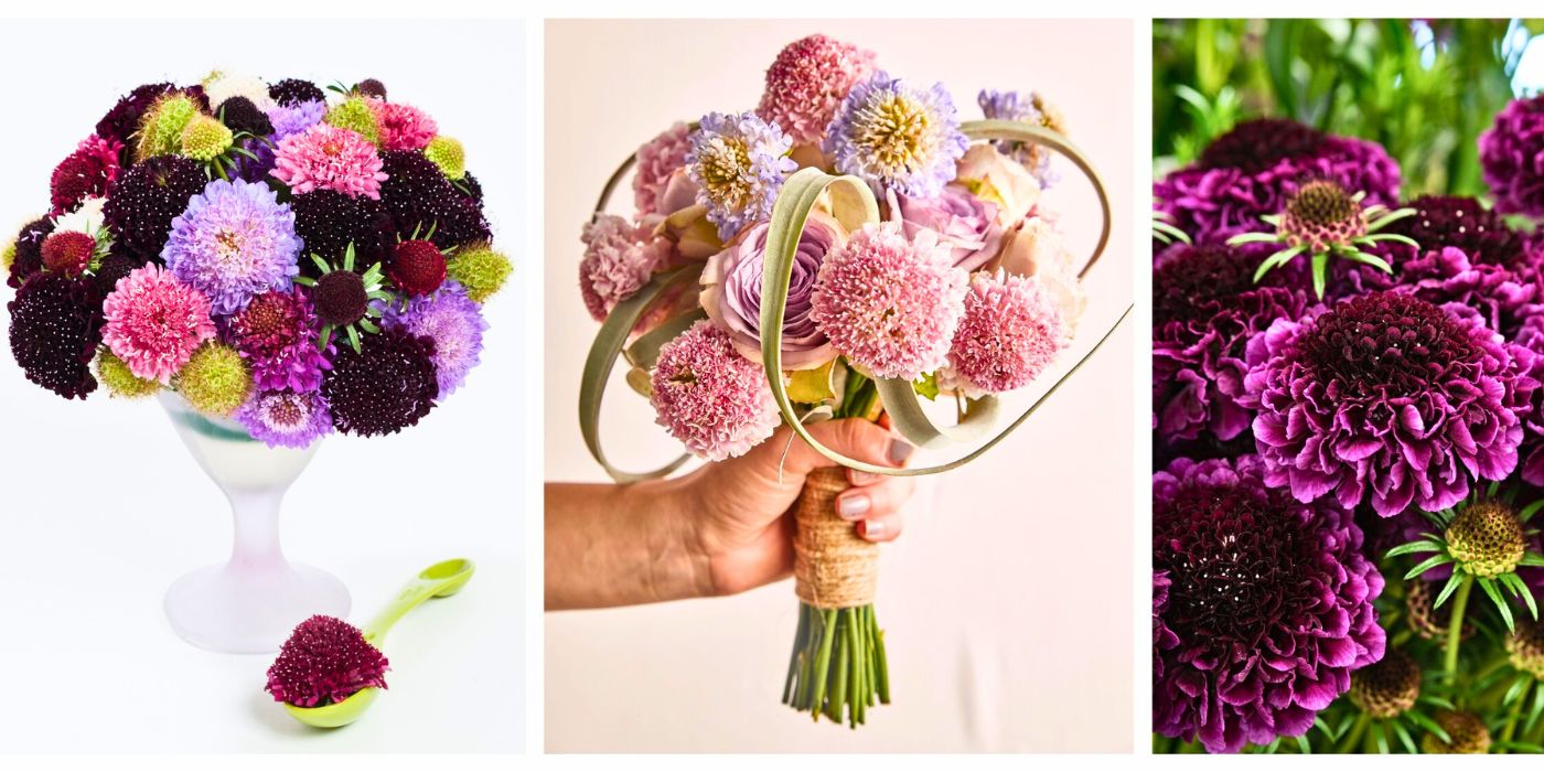 Scabiosa Scoop Flowers and Flavors That Melt Your Heart for Mother's Day Scabiosa Scoop Flowers and Flavors That Melt Your Heart for Mother's Day