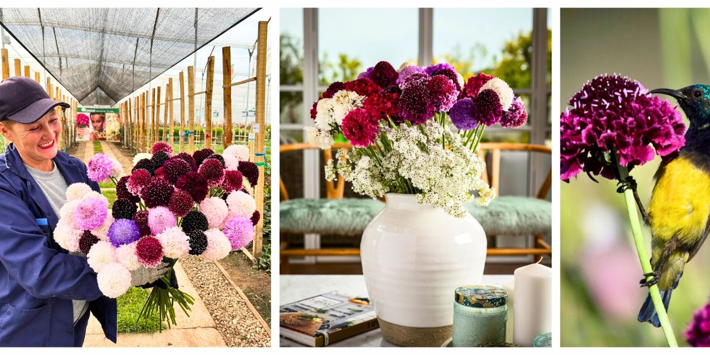 Scabiosa Scoop Danziger Flavors That Melt Your Heart Mother's Day