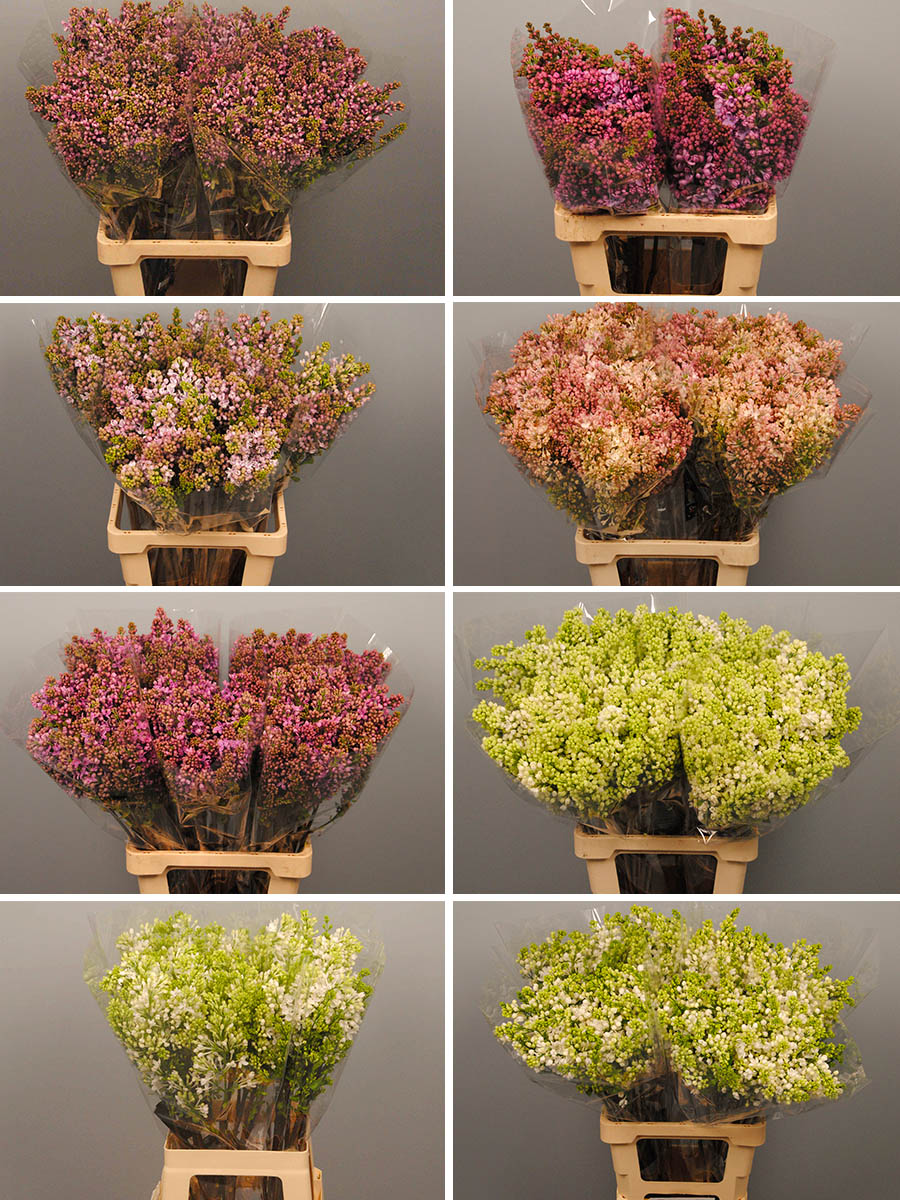 Kramer Seringen 8 varieties Kramer Seringen 8 varieties