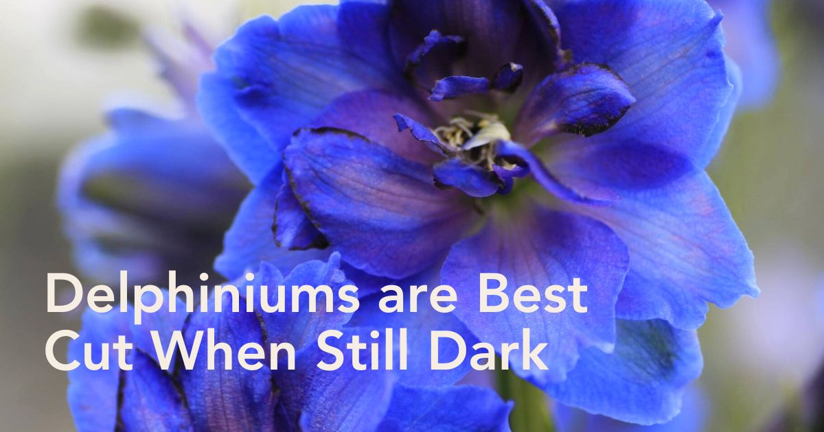 Delphiniums drom Westendorp