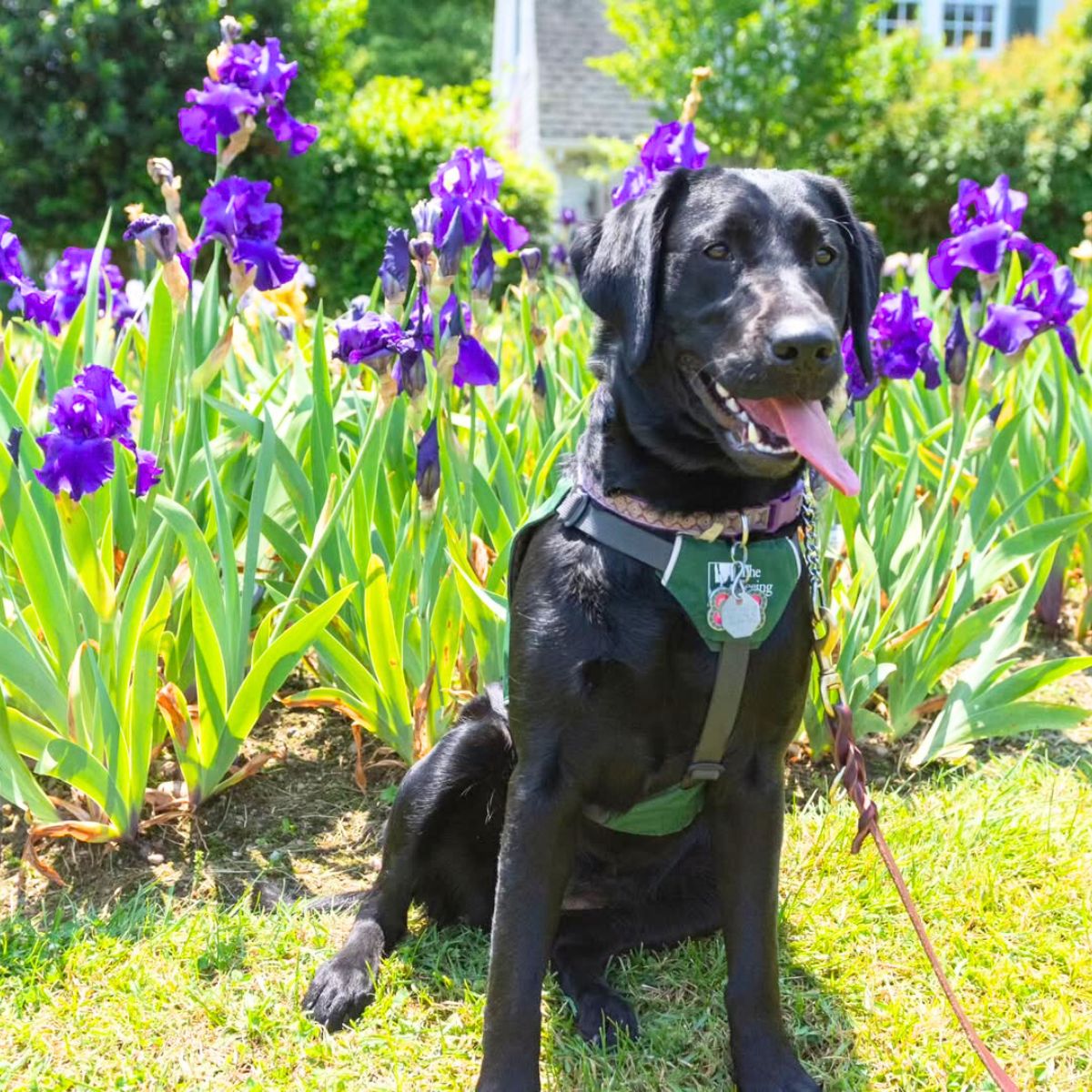 Dog in the Presby Memorial Iris Garden Dog in the Presby Memorial Iris Garden