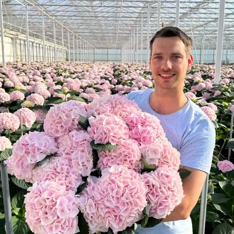 Danny Kouwenhoven from Pico Bello Hortensia