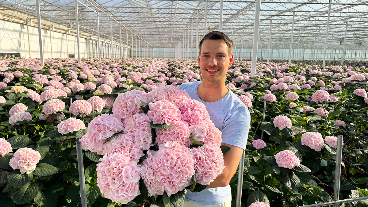 Pico Bello Hortensia Danny Kouwenhoven with pink hydrangeas