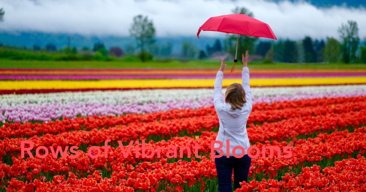Tulip festival