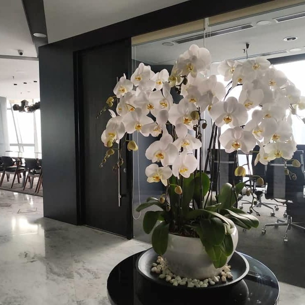 Bunch of White flower in home Bunch of White flower in home