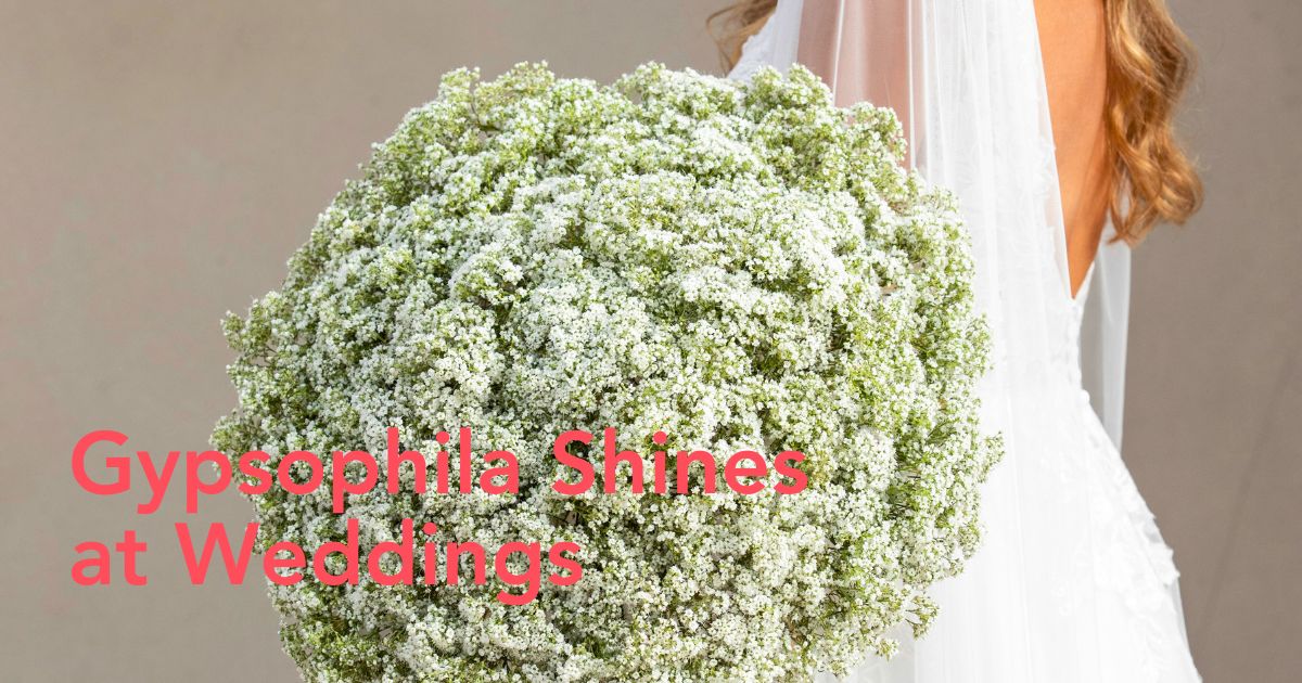 Gypsophila Million Daisy shines at weddings