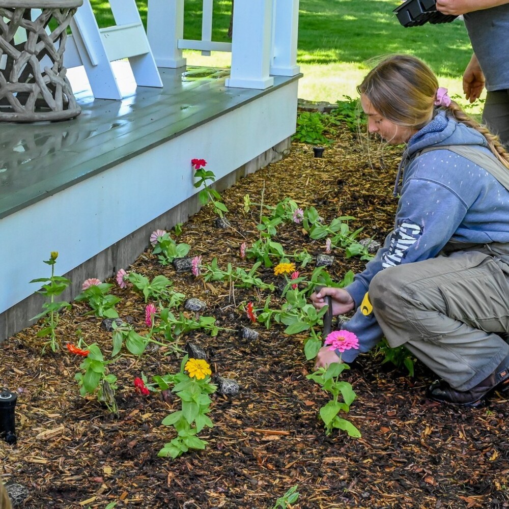 planting new plant in garden by lady planting new plant in garden by lady