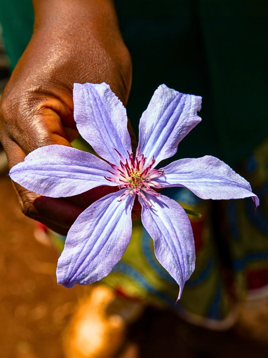 Clematis Amazing® Havana a hand holding and showing a single flower - clematis