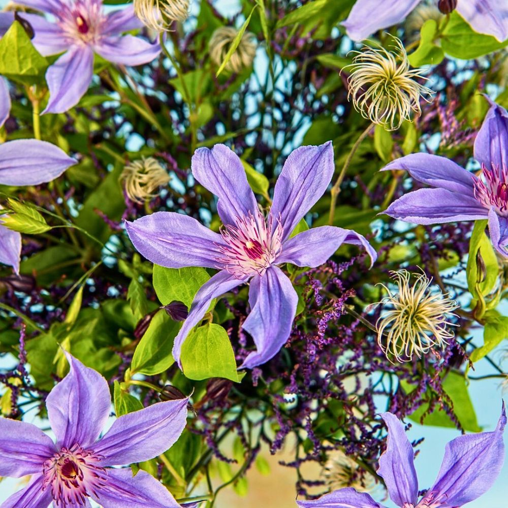 Clematis Amazing the meaning of clematis flowers