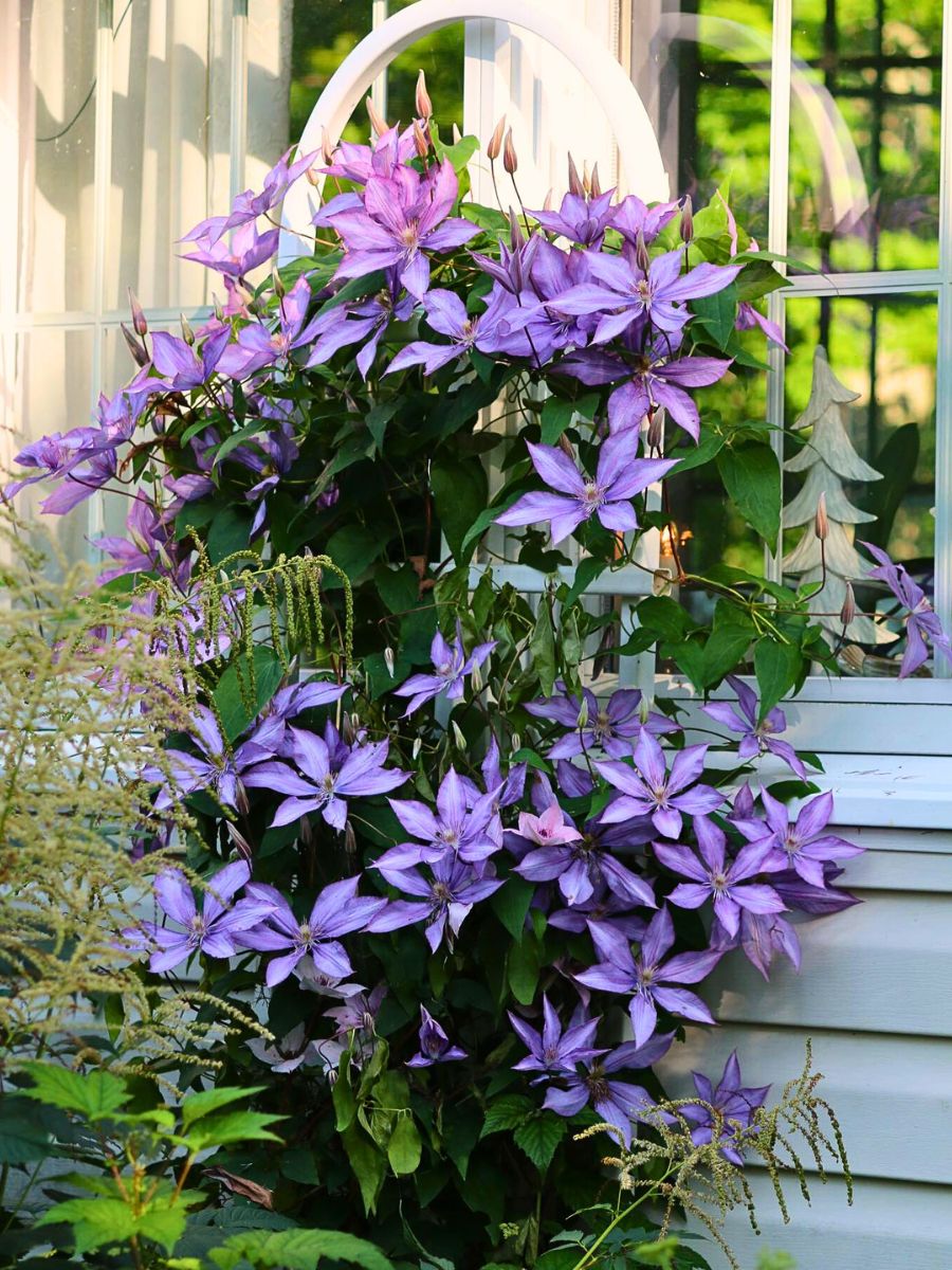 Clematis wonderful arrangement of clematis flowers covering a cottage wall