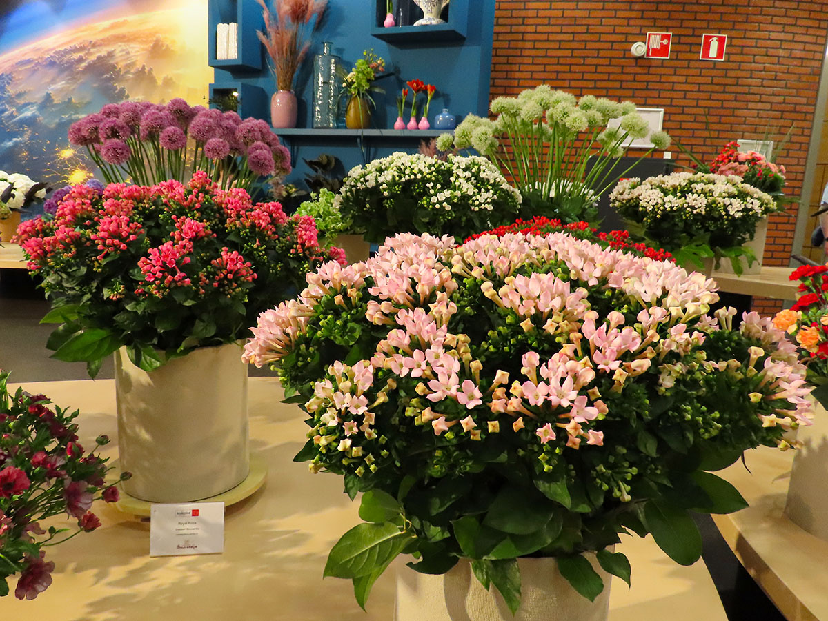 Bouvardia varieties at Keukenhof 2025 Bouvardia varieties at Keukenhof 2025