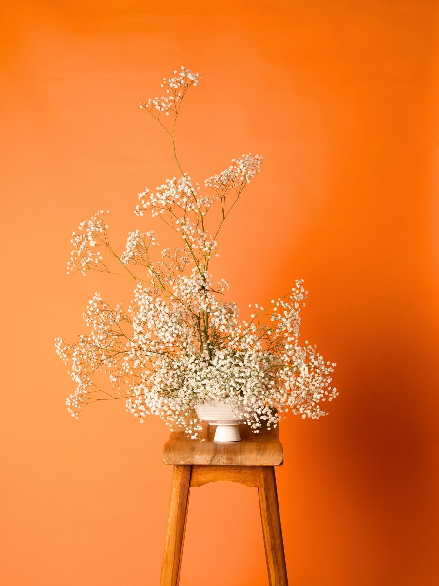 Gypsophila by Mystic Flowers Gypsophila by Mystic Flowers