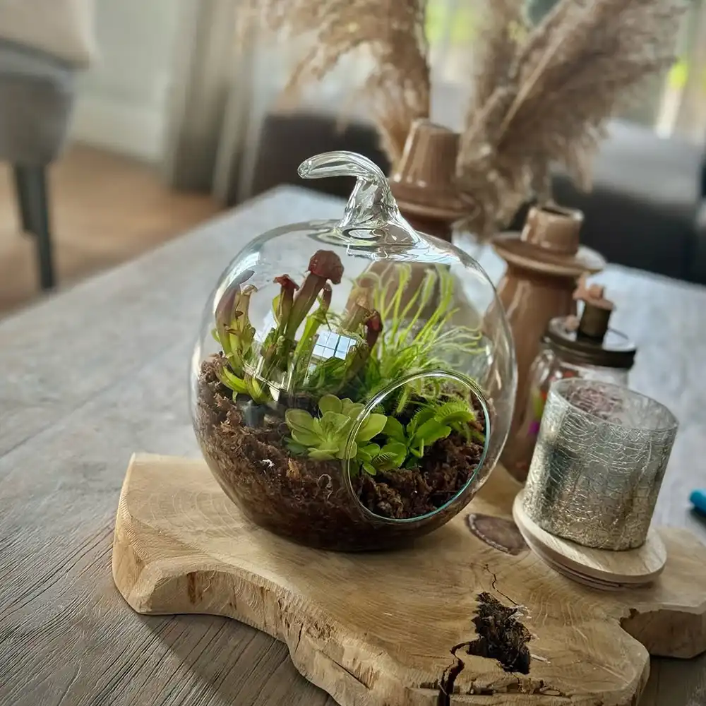 Laguna grower on Thursd feature