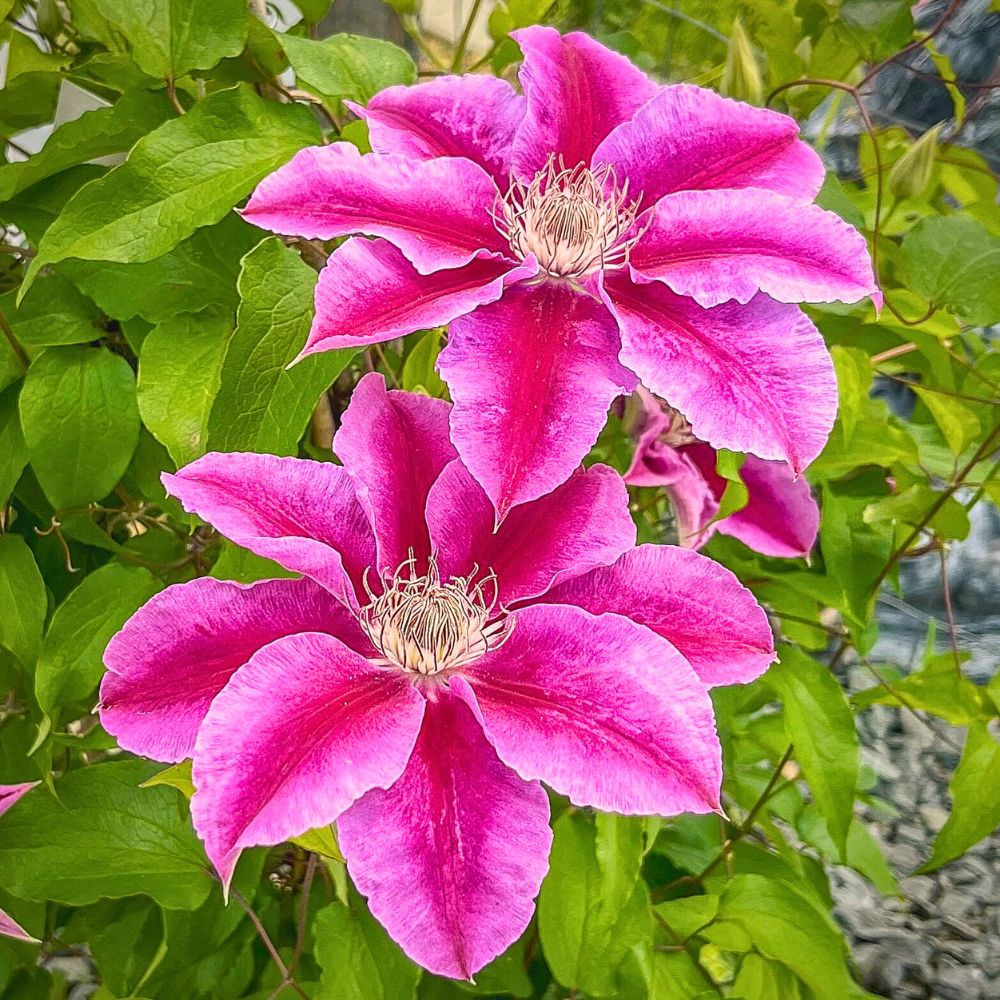 Clematis flowers the pink petals of clematis flowers