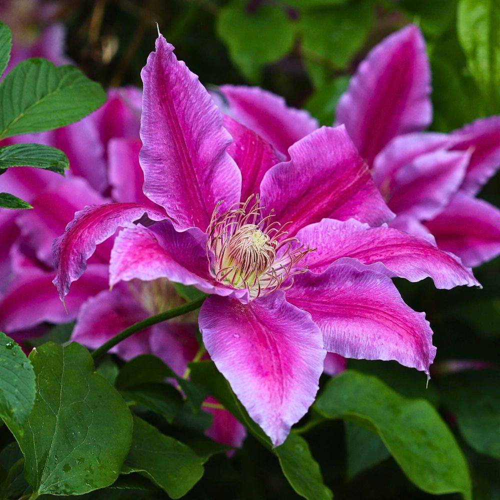 Clematis a close up of the clematis flower