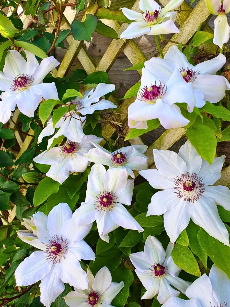 Clematis white clematis flower with pink center