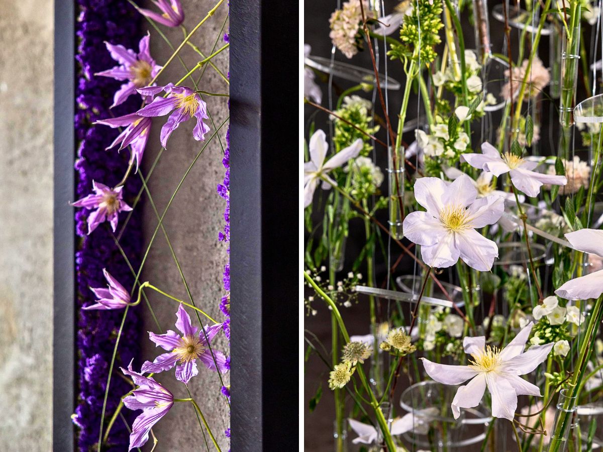 Clematis designs image featuring Marginpar's Clematis