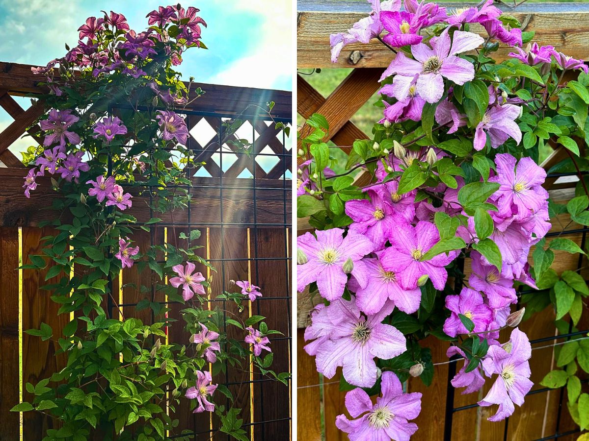 Clematis clematis flowers growing on a fence