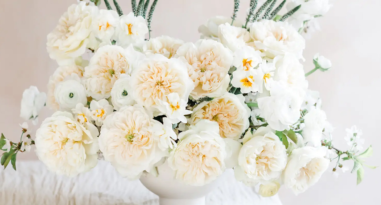 Rose Enid cut flower on Thursd header