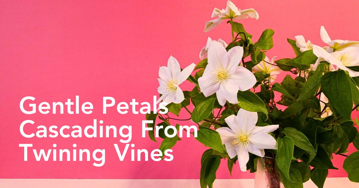 Clematis Flower Meaning - The Beauty and Symbolism of This Ethereal Flower - Thursd Article header image