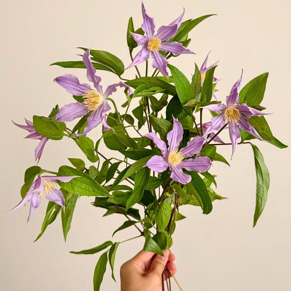 Clematis flowers a person holding clematis flowers