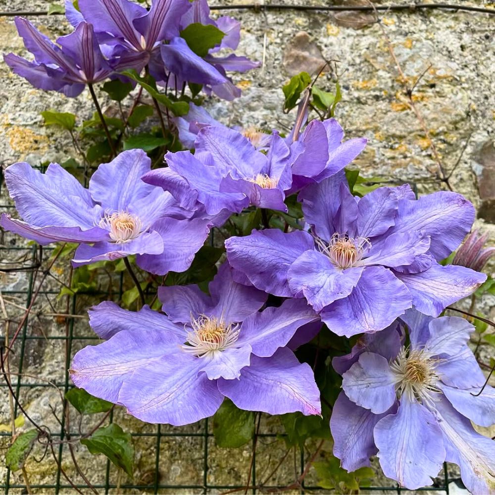Clematis growing clematis flowers