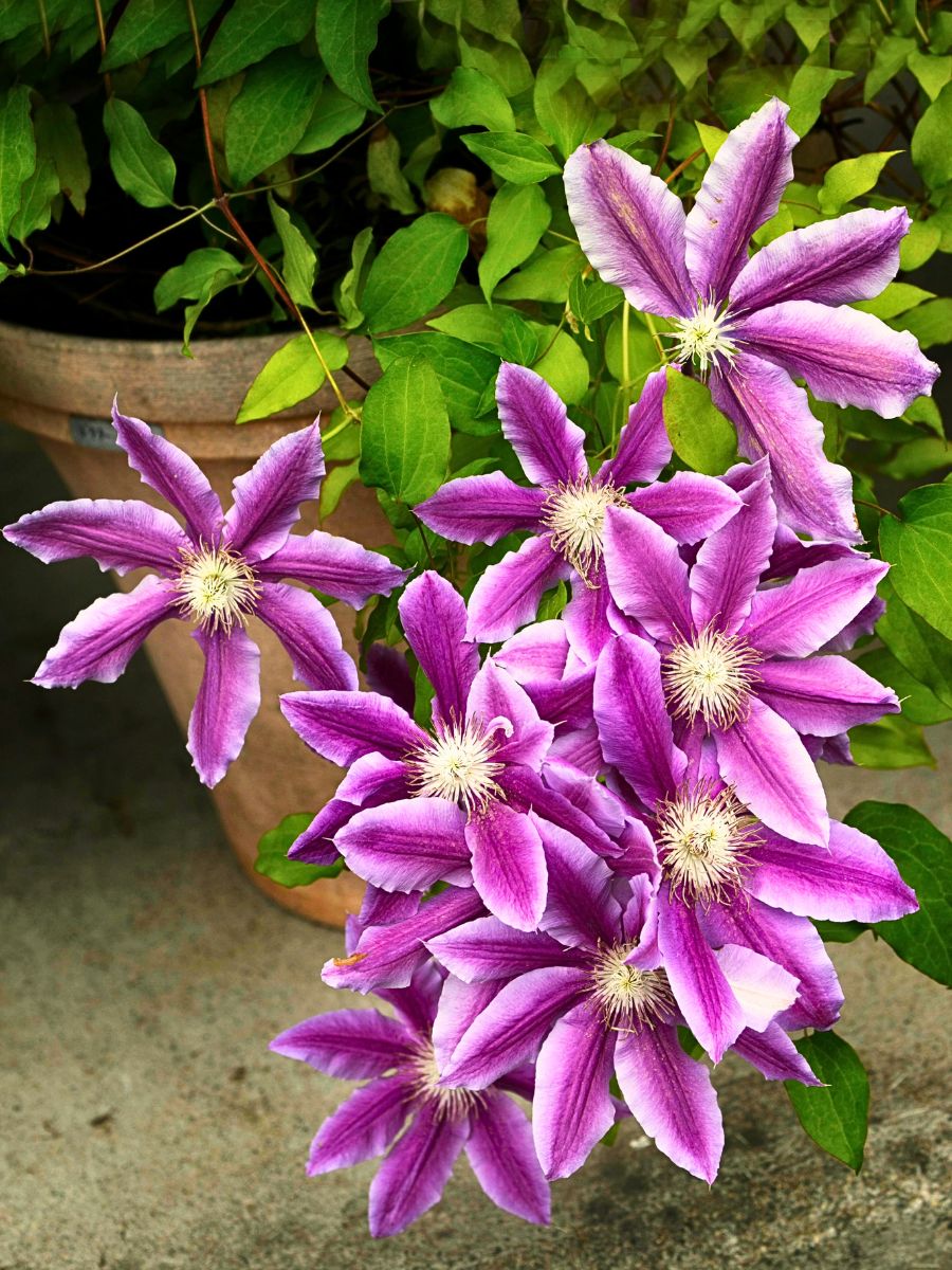 Clematis clematis flowers growing in a potted plant