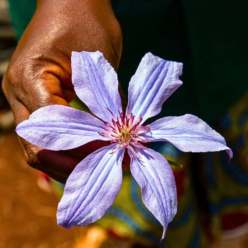 Clematis Flower Meaning - The Beauty and Symbolism of This Ethereal Flower - Thursd Article featured image