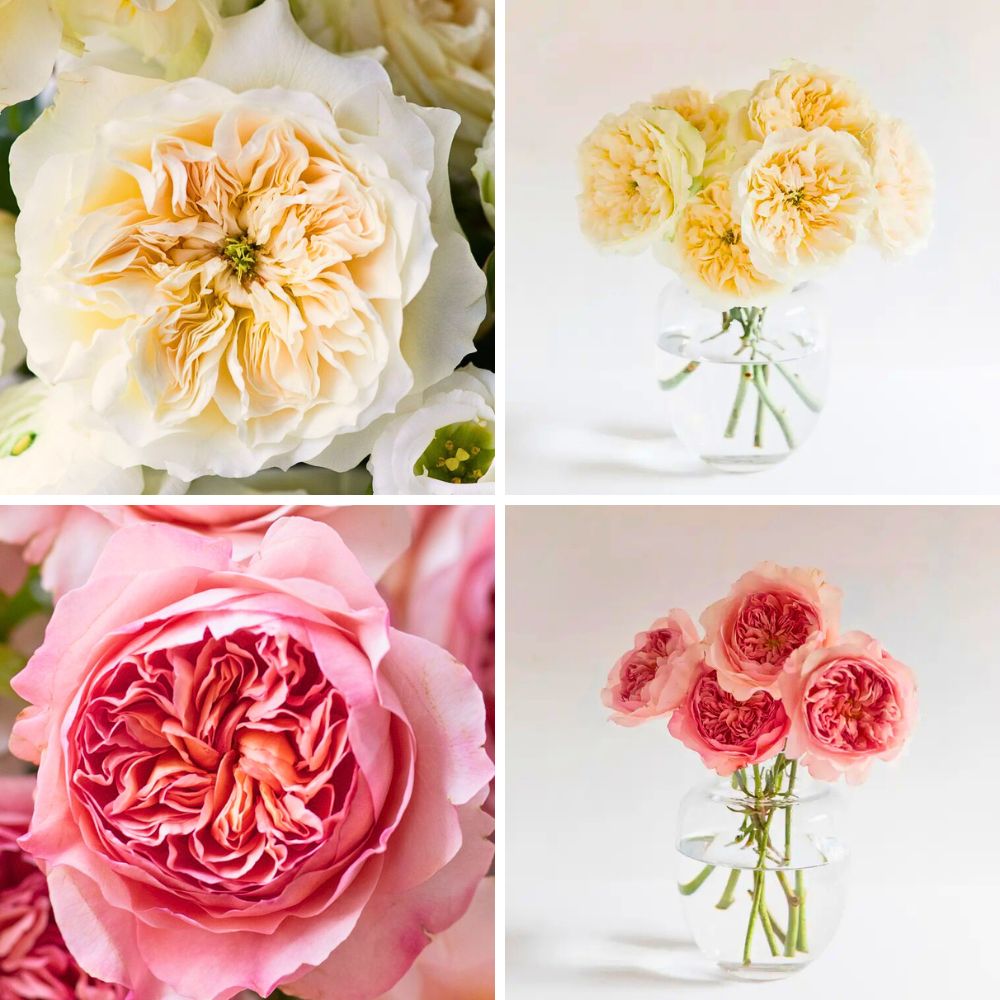 David Austin's New Wedding Roses David Austin Introduces Two Exquisite New Wedding Roses