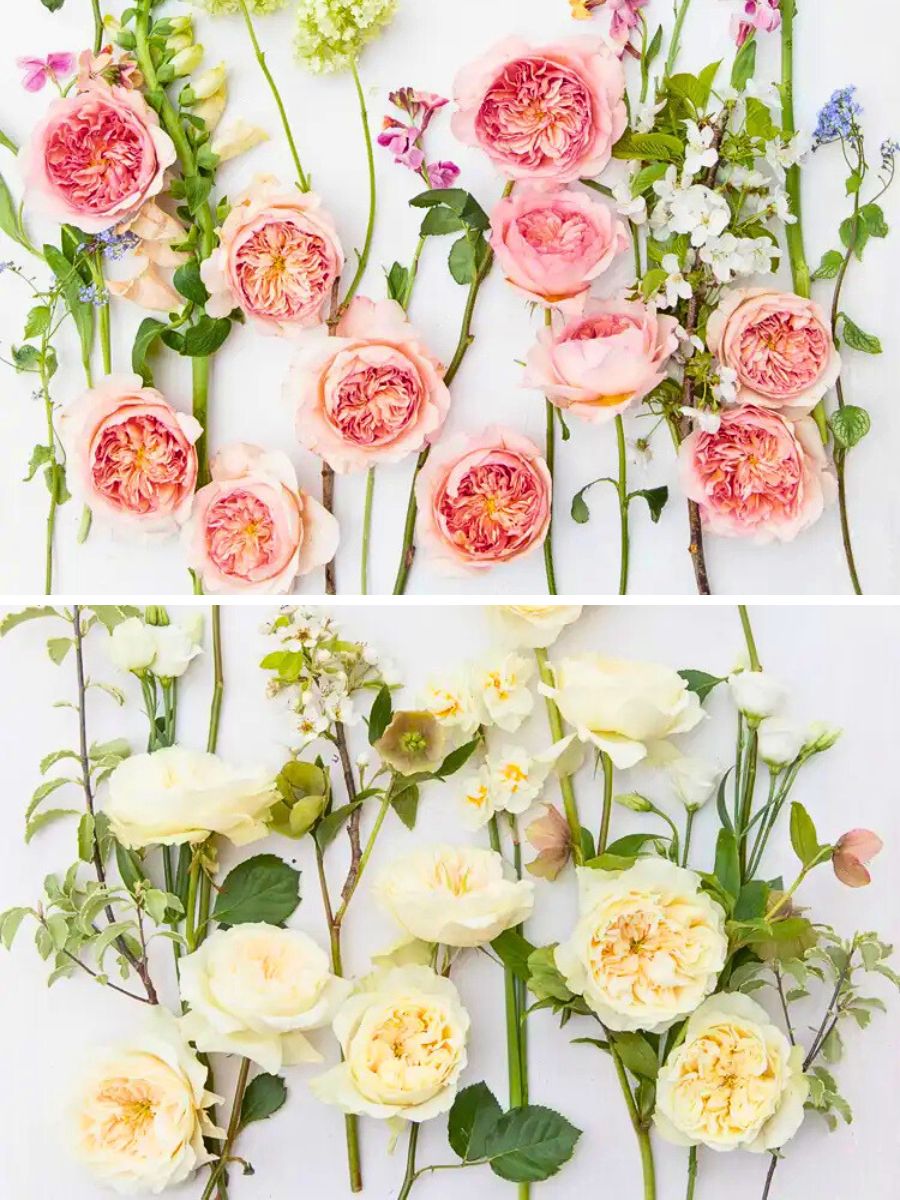 David Austin Introduces Two Exquisite New Wedding Roses